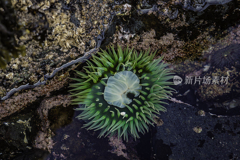 Anthopleura xanthogrammica，或巨大的绿色海葵，是一种潮间海葵科的一种，发现于阿拉斯加的潮汐池。锡特卡,阿拉斯加。